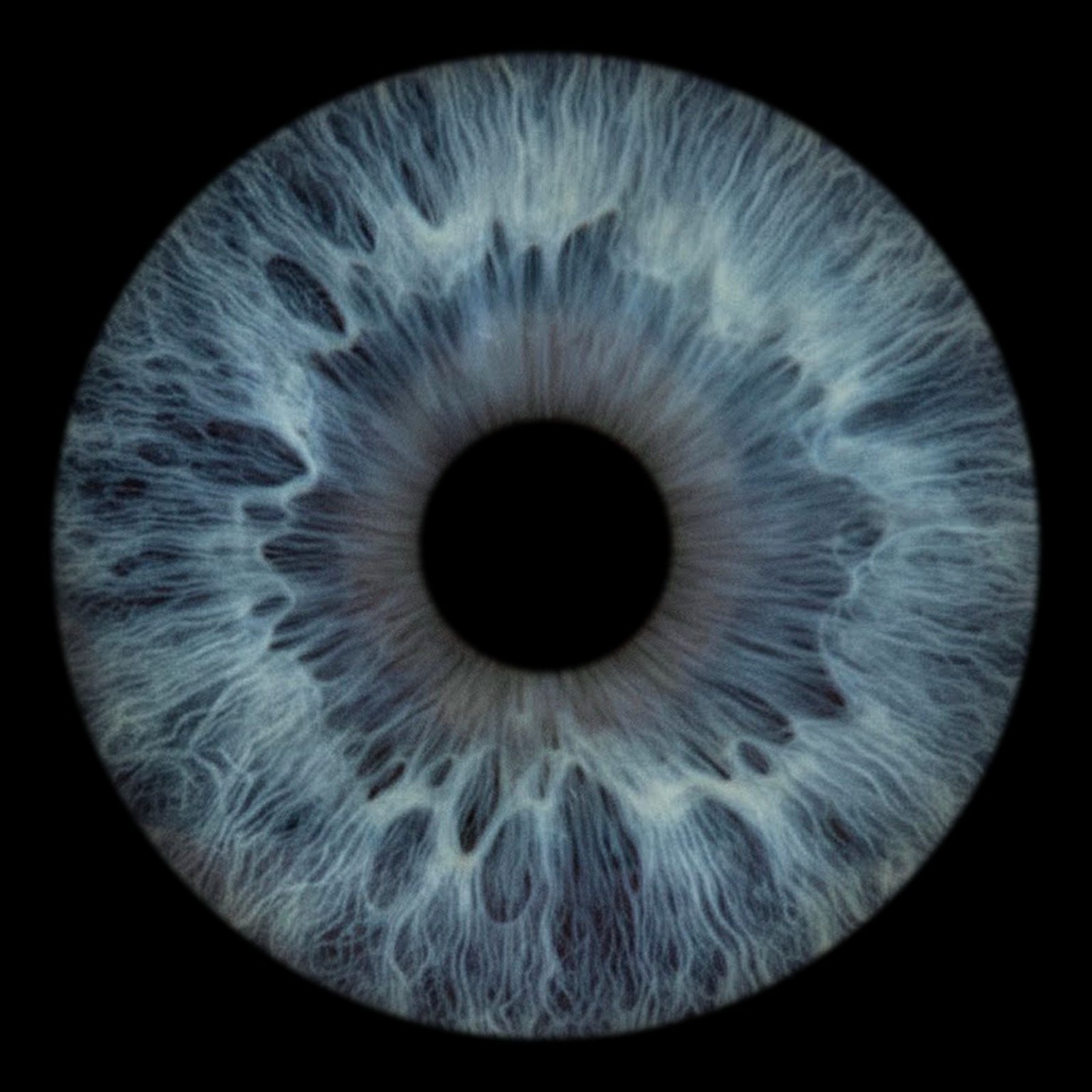 Blauwe iris met fijne patronen — irisfotografie op uw bruiloft of bedrijfsevenement