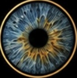 Blauwe iris met gouden details